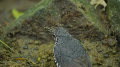 Close up shoot of The Sunda thrush (Zoothera andromedae) found in Video stock 282992338