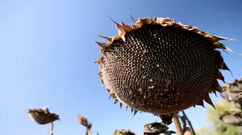 Close-up shoot of sunflower head with ripe seeds Stock-Footage 63049840