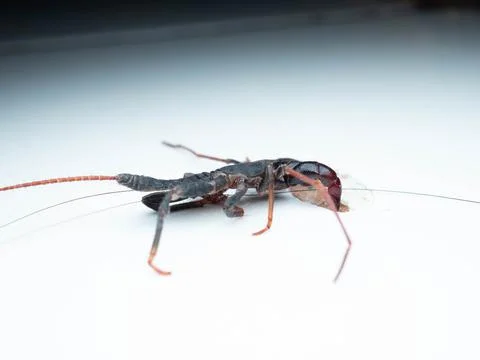 Close up shoot of Thelyphonida Stock Photos