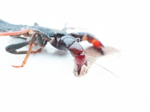 Close up shoot of Thelyphonida Stock Photos