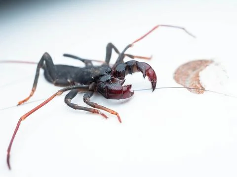 Close up shoot of Thelyphonida Stock Photos