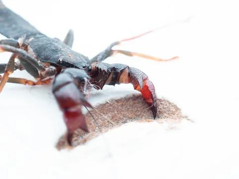 Close up shoot of Thelyphonida Stock Photos