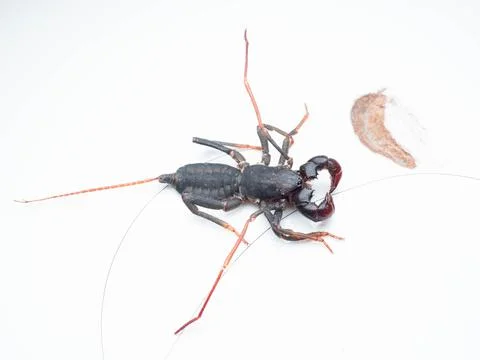 Close up shoot of Thelyphonida Stock Photos