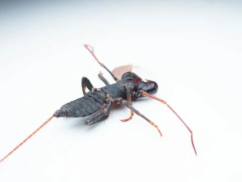 Close up shoot of Thelyphonida Foto stock
