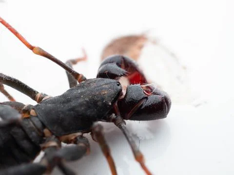 Close up shoot of Thelyphonida Foto stock