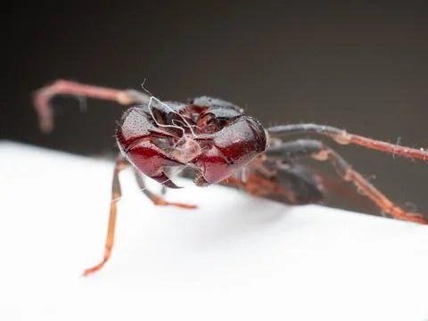 Close up shoot of Thelyphonida Stock Photos