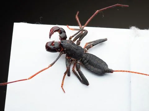 Close up shoot of Thelyphonida Stock Photos