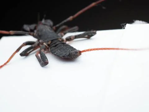 Close up shoot of Thelyphonida Stock Photos