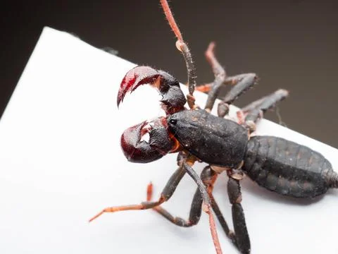 Close up shoot of Thelyphonida Stock Photos