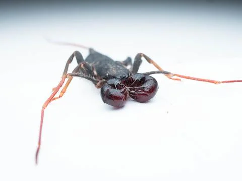 Close up shoot of Thelyphonida Stock Photos