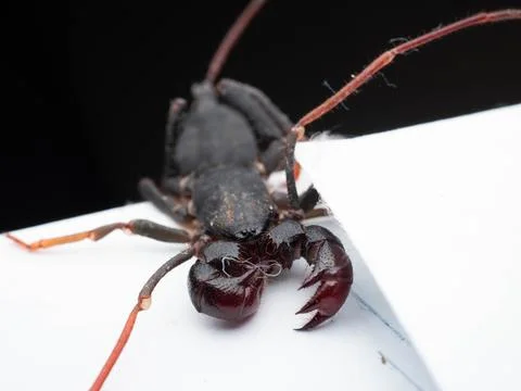 Close up shoot of Thelyphonida Stock Photos