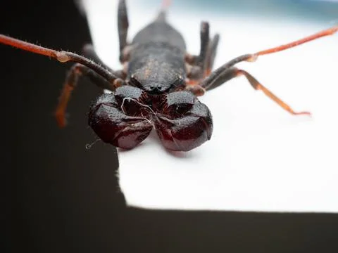 Close up shoot of Thelyphonida Stock Photos
