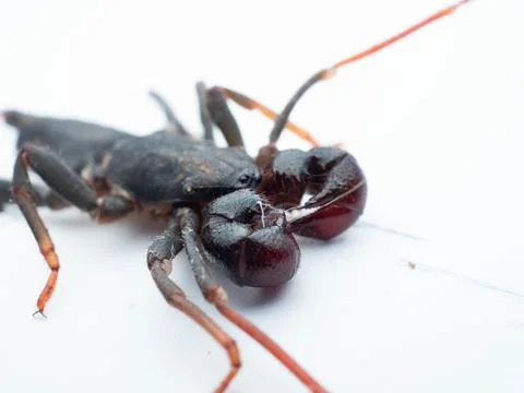 Close up shoot of Thelyphonida Stock Photos