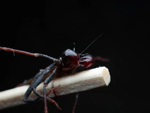 Close up shoot of Thelyphonida Stock Photos