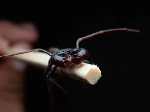 Close up shoot of Thelyphonida Stock Photos