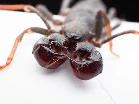 Close up shoot of Thelyphonida Stock Photos