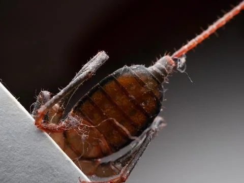 Close up shoot of Thelyphonida Stock Photos