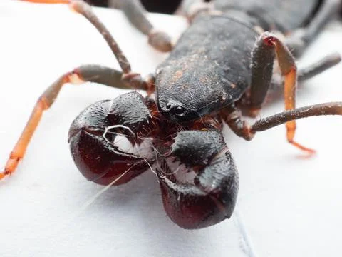 Close up shoot of Thelyphonida Stock Photos