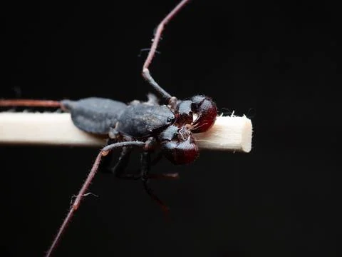 Close up shoot of Thelyphonida Stock Photos