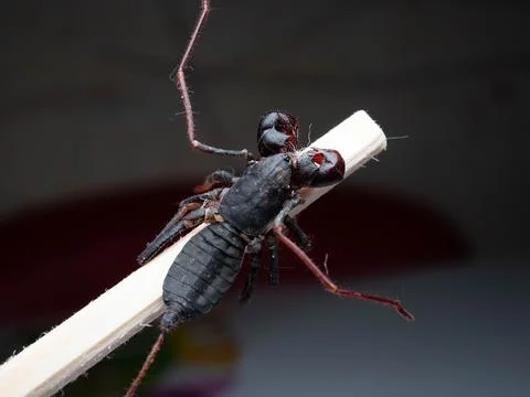 Close up shoot of Thelyphonida Foto stock