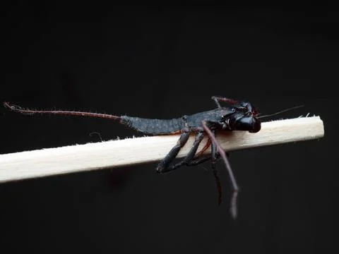Close up shoot of Thelyphonida Stock Photos