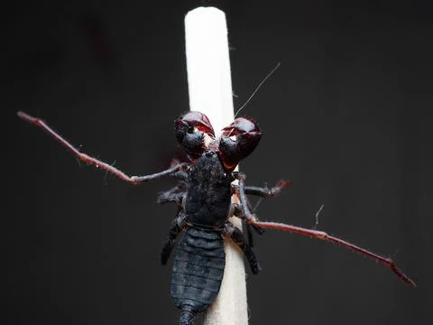 Close up shoot of Thelyphonida Stock Photos