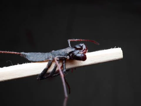 Close up shoot of Thelyphonida Stock Photos