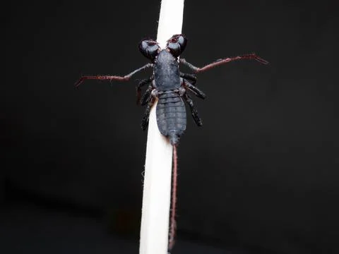 Close up shoot of Thelyphonida Stock Photos