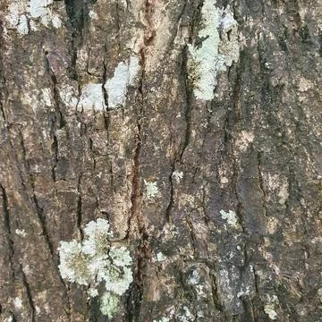 Close shoot of tree Stock Photos