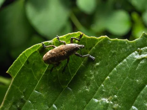Close up shoot of Weevils beetles Stock Photos