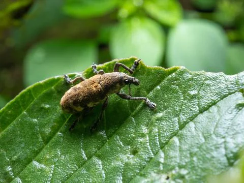 Close up shoot of Weevils beetles Stock Photos
