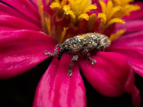 Close up shoot of Weevils beetles Stock Photos