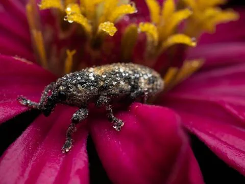 Close up shoot of Weevils beetles Stock Photos