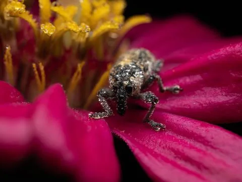 Close up shoot of Weevils beetles Stock Photos