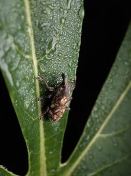 Close up shoot of Weevils beetles Stock Photos