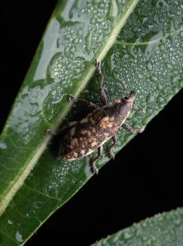 Close up shoot of Weevils beetles Stock Photos