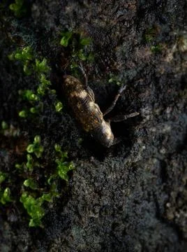 Close up shoot of Weevils beetles Stock Photos