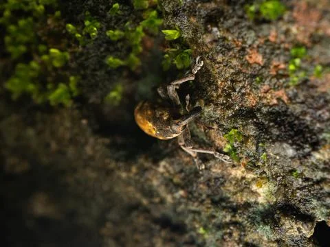 Close up shoot of Weevils beetles Stock Photos