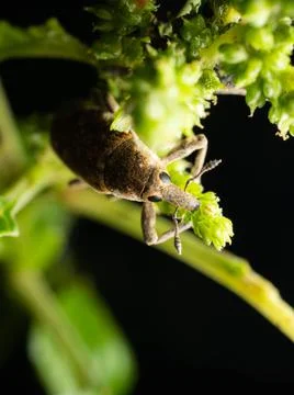 Close up shoot of Weevils beetles Foto stock