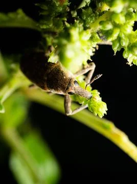 Close up shoot of Weevils beetles Stock Photos
