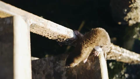 Close-up shooting of an aquatic rodent Stock Footage 219015615