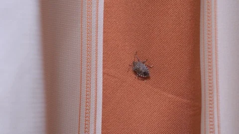 Close up shooting of beetle (earthen bug) removal from linen curtains Stock-Footage 124013316