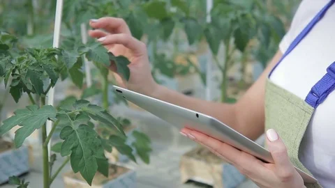 Close up shooting hands of expert checks condition of tomato leaves Stock Footage 77551643