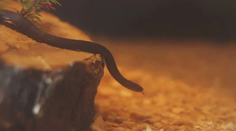 Close up Shooting Snake Crawling on the Stone in the Aquarium Stock Footage 62727856