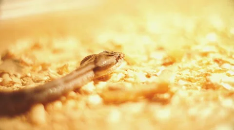 Close up shooting snake in the museum Video stock 59368377