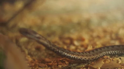 Close up Shooting Snake in the museum 库存影片 62727700