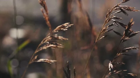 Close-up shooting of spikelets grass fluttering in the wind on a sunny day Stock Footage 156680190