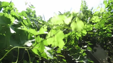 Close up shooting of wild grape leaves swinging in the wind Video stock 137297346
