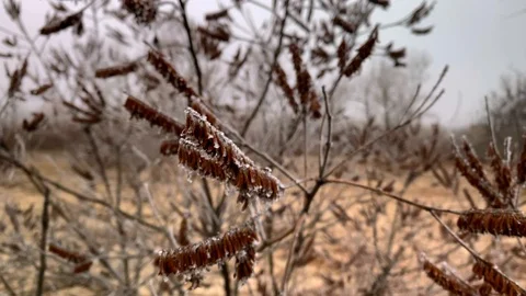 Close-up shoots on branches covered with ice in cloudy weather Stock Footage 125960463