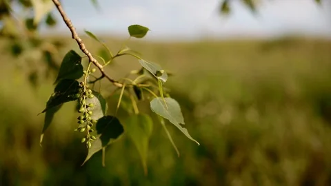 Close shop of poplar bloom Stock Footage 84679569